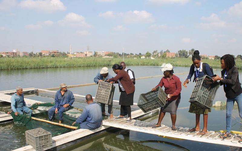 Women form an assembly line down a dock to pass crates to male fishmen.